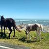 Horses at Te Araroa
