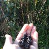blackberries