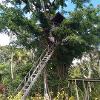 Treehouse in Vanuatu